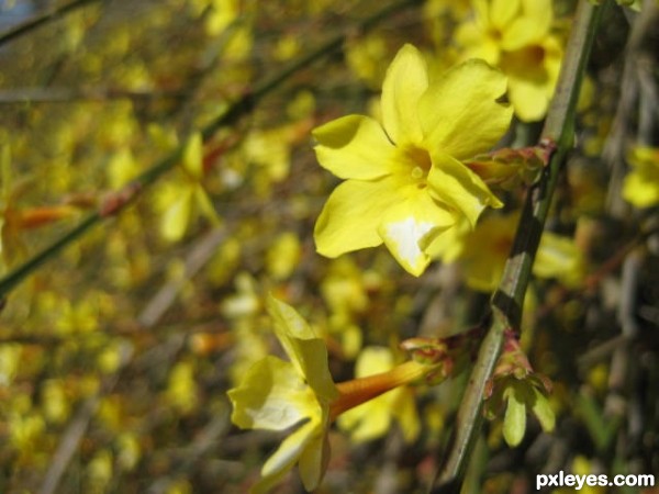 Yellow Flower